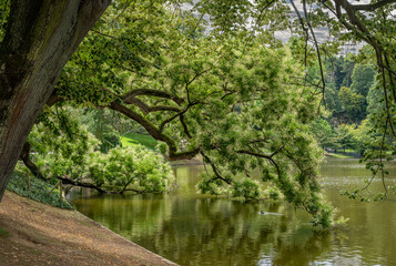 Paris, France - 07 27 2025: Park Buttes-Chaumont. Panoramic view of The Japanese Sophora tree, the belvedere island, Temple of the Sibyl and the lake behind