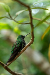 Bright green-fronted hummingbird (Heliodoxa jacula) perched on a branch in Monteverde National Park, Costa Rica