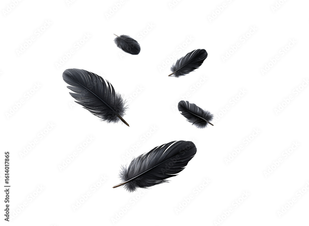Wall mural a set of black feathers floating in the air isolated on a transparent background in png format.