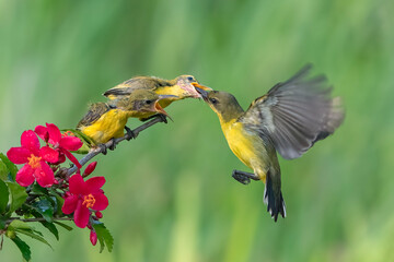 Olive backed sunbird is feeding its young
