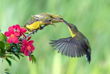 Olive backed sunbird is feeding its young