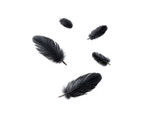 A set of black feathers floating in the air isolated on a transparent background in PNG format.