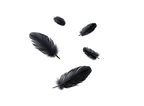 A set of black feathers floating in the air isolated on a transparent background in PNG format.