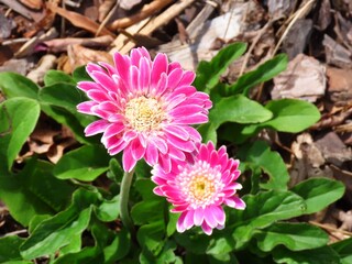 Pink Gerbera Daisies in Bloom