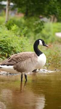 Kanadag&aring;s vid vattenbryn i gr&ouml;nskande natur filmat i slow motion
Canada Goose by the Water's Edge in Lush Nature in slow motion