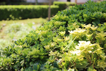 Close-up of vibrant green and yellow leaves of ornamental bushes softly lit by the summer sun