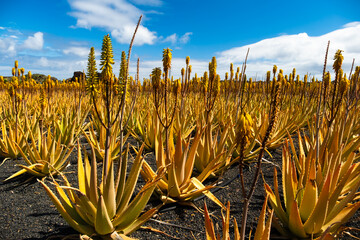 Lanzarote's vast fields of medicinal aloe vera, with their vibrant yellow flowers, create a stunning foreground, contrasting beautifully with the clear skies in the background