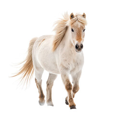 Obraz premium adorable pony walking on png small pony side view png cute equine illustration PNG transparent background image