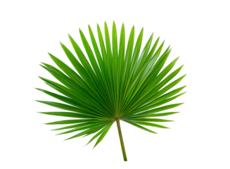 A single palm leaf, vibrant green with long petioles and fronds, isolated on a transparent background in PNG format.