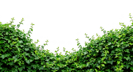 green grass background