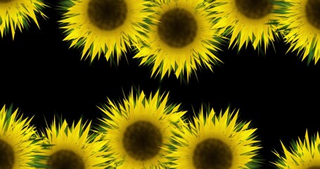 sunflower on black background
