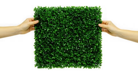 hand holding green grass