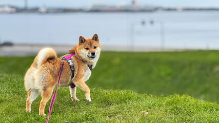 Adorable red Shiba Inu dog happily walking on lush green grass outdoors on a sunny summer day. High-quality, pet-friendly image perfect for nature, outdoor, or lifestyle projects. Copy space.