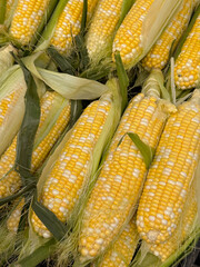 Fresh sweet corn on the cob with husks, stacked in a vibrant display. A close-up image showing the bright yellow and white kernels, perfect for themes related to farming, harvest, organic food, health