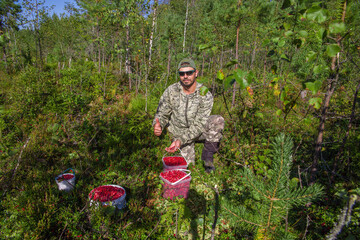 A man, a European, 49 years old, picks lingonberries in the forest. Everyday life of the population...
