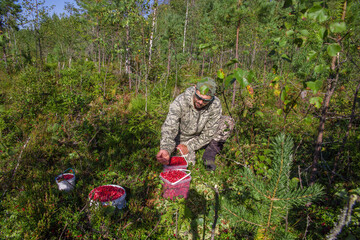 A man, a European, 49 years old, picks lingonberries in the forest. Everyday life of the population...