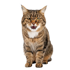Fototapeta premium angry cat png upset cat face portrait PNG annoyed feline expression PNG cat mood graphic PNG transparent background image
