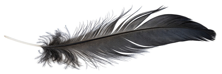Obraz premium Black feather close-up isolated on white background for nature and decor design inspiration