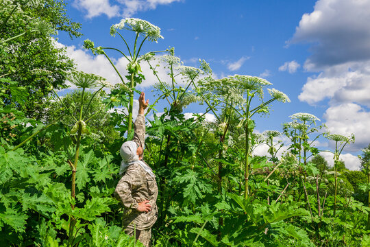 A man stands next to tall thickets of cow parsnip.