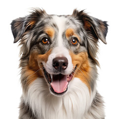 australian shepherd head portrait happy smiling png dog headshot PNG cheerful canine face PNG herding breed portrait PNG transparent background image