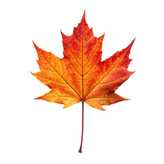 Fototapeta premium autumn leaf png single fall leaf PNG maple leaf seasonal PNG colorful autumn foliage PNG transparent background image
