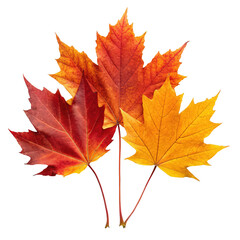 Obraz premium autumnal leaves png single watercolor leaf PNG painted fall foliage PNG botanical art piece PNG transparent background image