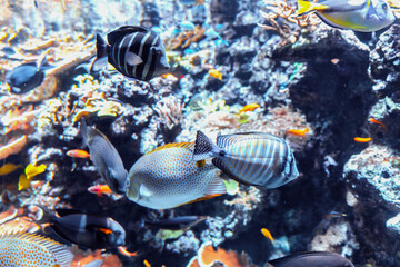 Many colorful fish and coral