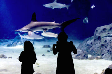 Silhouettes of children in a large aquarium with swimming fish