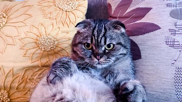  cat lying on the sofa and chill . scottish Fold Cat Pet Lying Relaxed On Sofa In Living Room