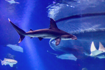The hammerhead shark swimming underwater
