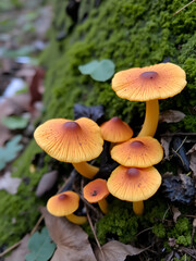 Fototapeta premium Chanterelle mushrooms.