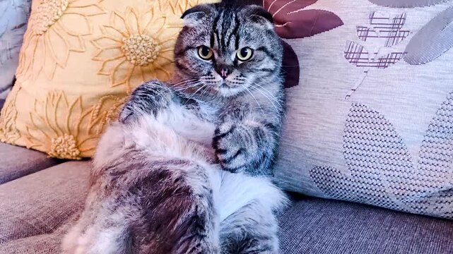  cat lying on the sofa and chill . scottish Fold Cat Pet Lying Relaxed On Sofa In Living Room