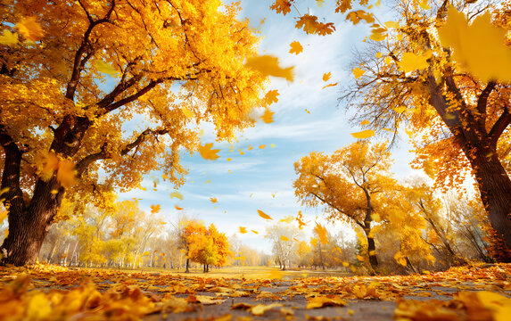 Fototapeta Beautiful autumn landscape with yellow trees and sun. Colorful foliage in the park. Falling leaves natural background .Autumn season concept