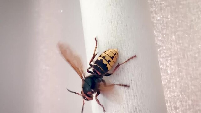 Hornet on the curtains moves .large insect poisonous dangerous