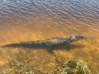 alligator underwater