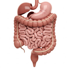 Human Digestive System Anatomy: Stomach, Intestines, Colon, Liver and other Organs