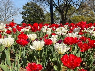 Obraz premium red and white tulips