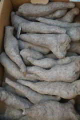 Medicinal stems resembling eggplant roots sold in a Korean traditional market