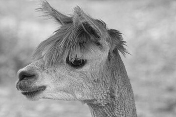 Portrait of a llama