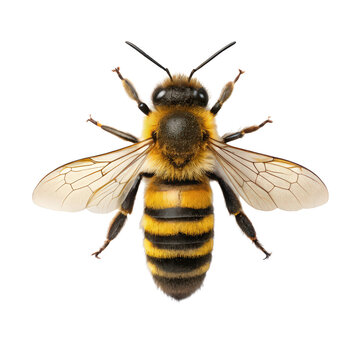 bee png honeybee flying isolated PNG pollinator insect PNG bee macro shot PNG transparent background image