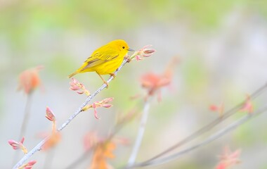 bird on a flower