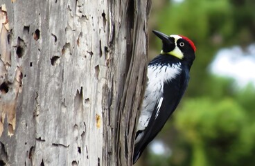 woodpecker on tree