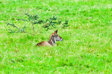 Waterbuck Resting Under Small Thorn Bush