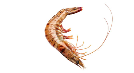 Isolated Shrimp