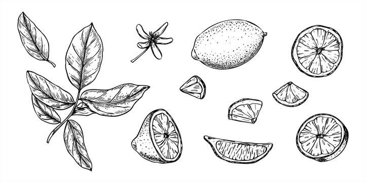 Vector set of whole lemon or lime, slices, citrus flower and leafy branch. Monochrome tropical fruits line art black ink sketch. Juicy ingredient for summer drink decor, healthy food, cafe menu
