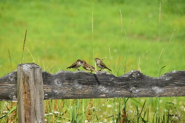 Cute little sparrows are on a wooden fence outdoor in sunny summer day.