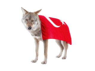 Coyote Draped in Turkish Flag Isolated on White