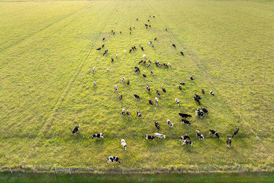 Milk cows grazing on green farm pasture. Feeding of cattle on farmland grassland - Powered by Adobe