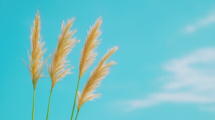Golden Grass Blades Against Blue Sky and White Clouds