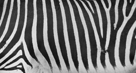 zebra skin texture